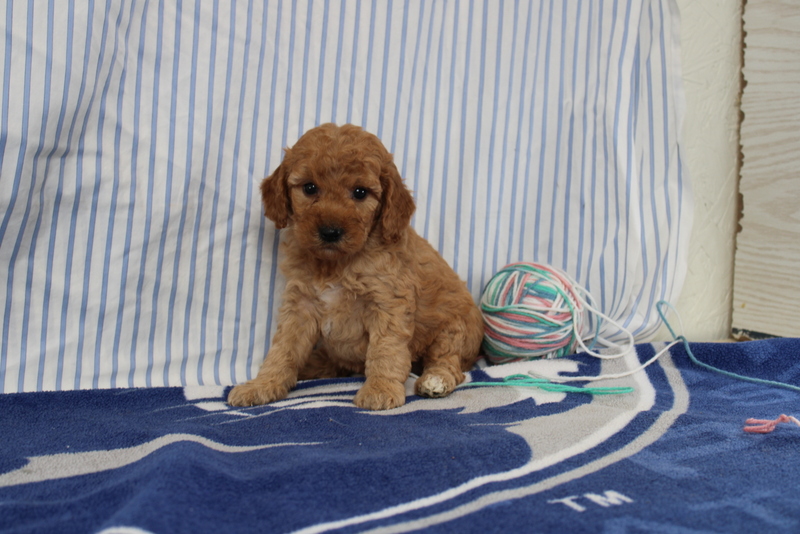 puppy, for, sale, Mini Golden Doodle F1, Matthew B. Stoltzfus, dog, breeder, Gap, PA, dog-breeder, puppy-for-sale, forsale, nearby, find, puppyfind, locator, puppylocator, aca